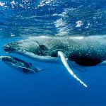 Walvissen Bultrug walvissen